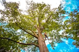 Best Emergency Tree Removal  in Point Roberts, WA