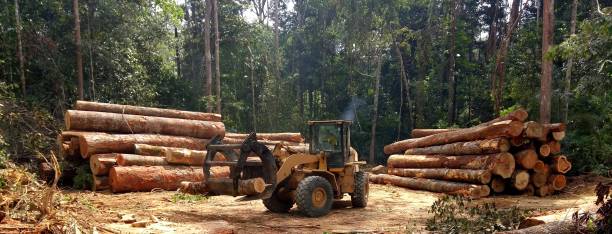 Best Tree Preservation Services  in Point Roberts, WA