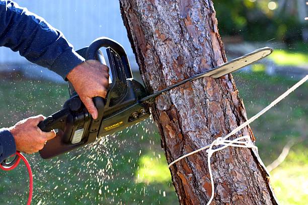 Best Lawn Disease Treatment  in Point Roberts, WA
