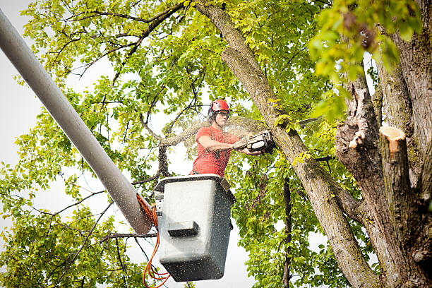 Professional Tree Care in Point Roberts, WA