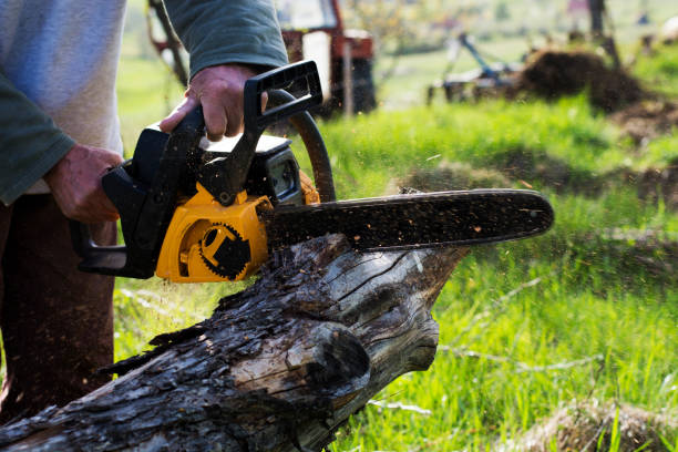 Best Fruit Tree Pruning  in Point Roberts, WA