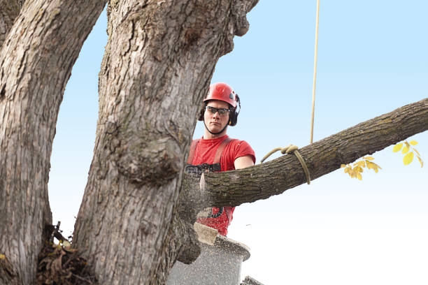 How Our Tree Care Process Works  in  Point Roberts, WA